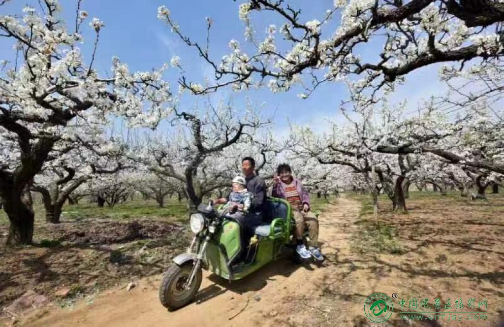 李华，2020年4月20日.栖霞观里梨园。春天里.jpg