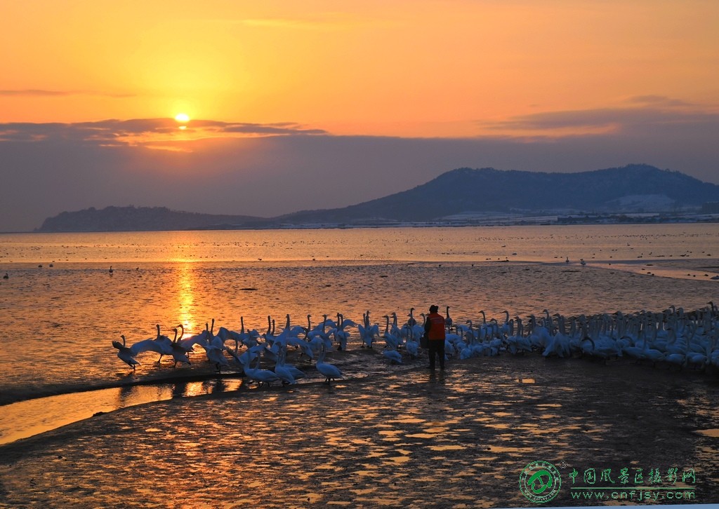 天鹅湖晨歌