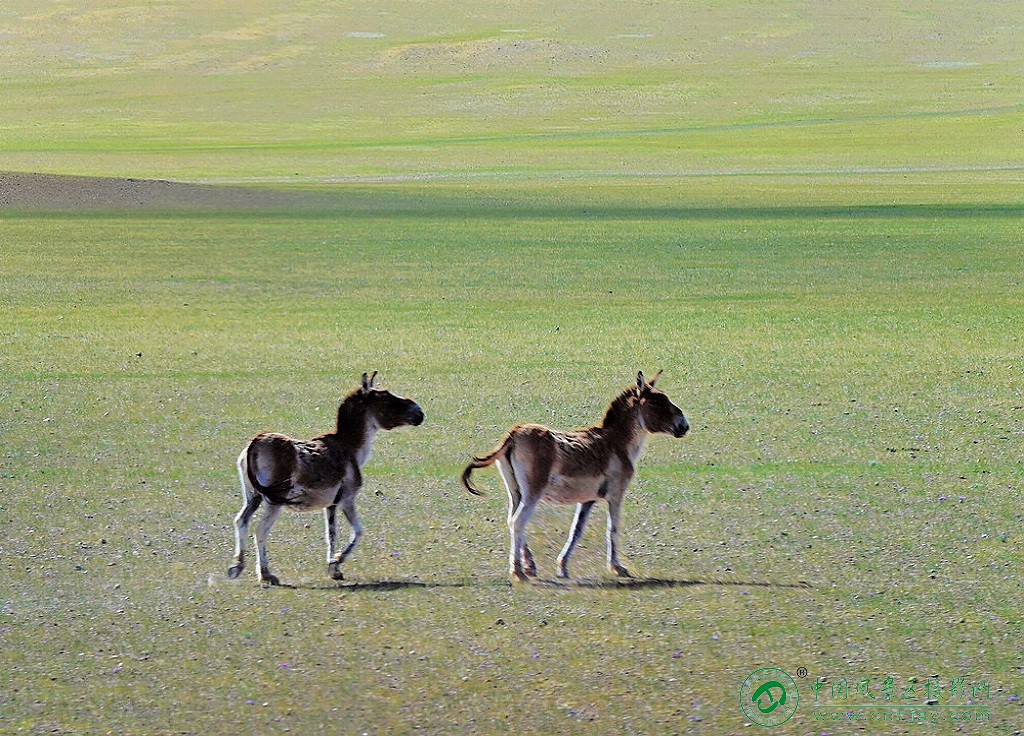 西藏野驴