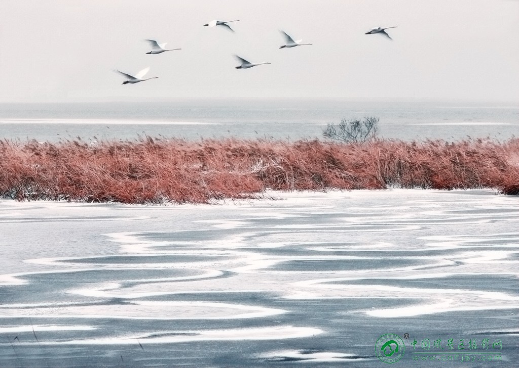 雪韵天鹅湖