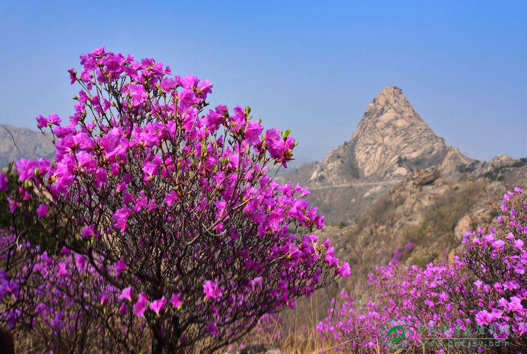 山花俏 