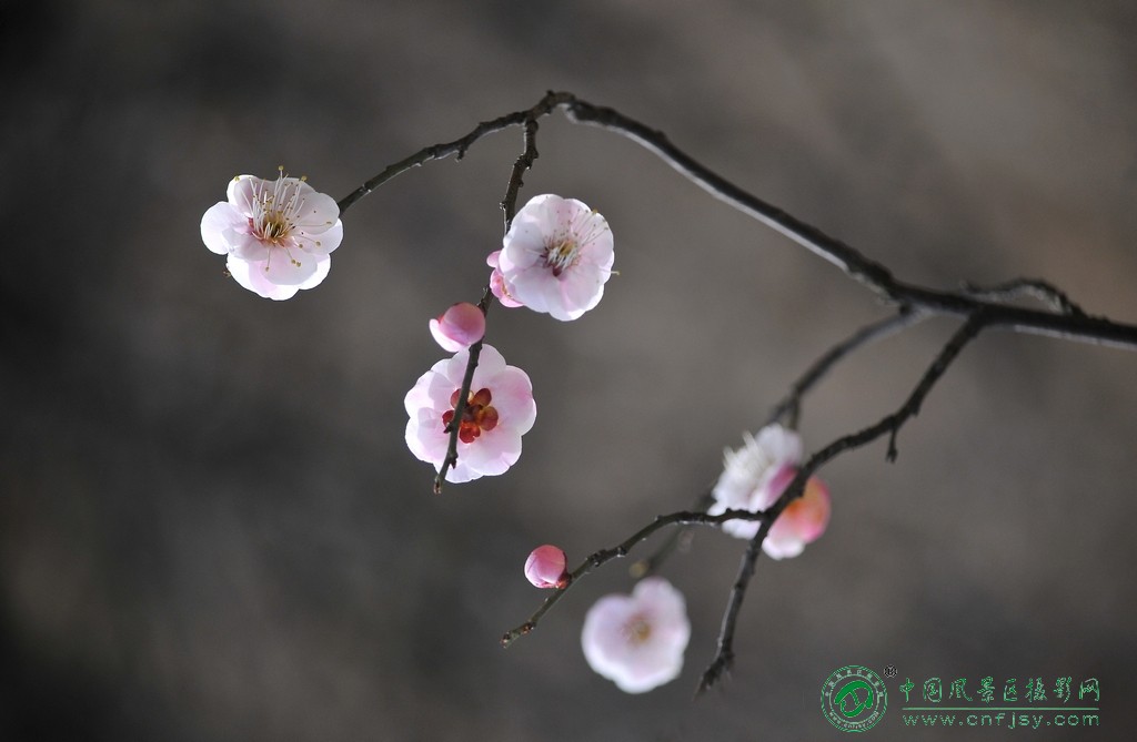 梅花点点