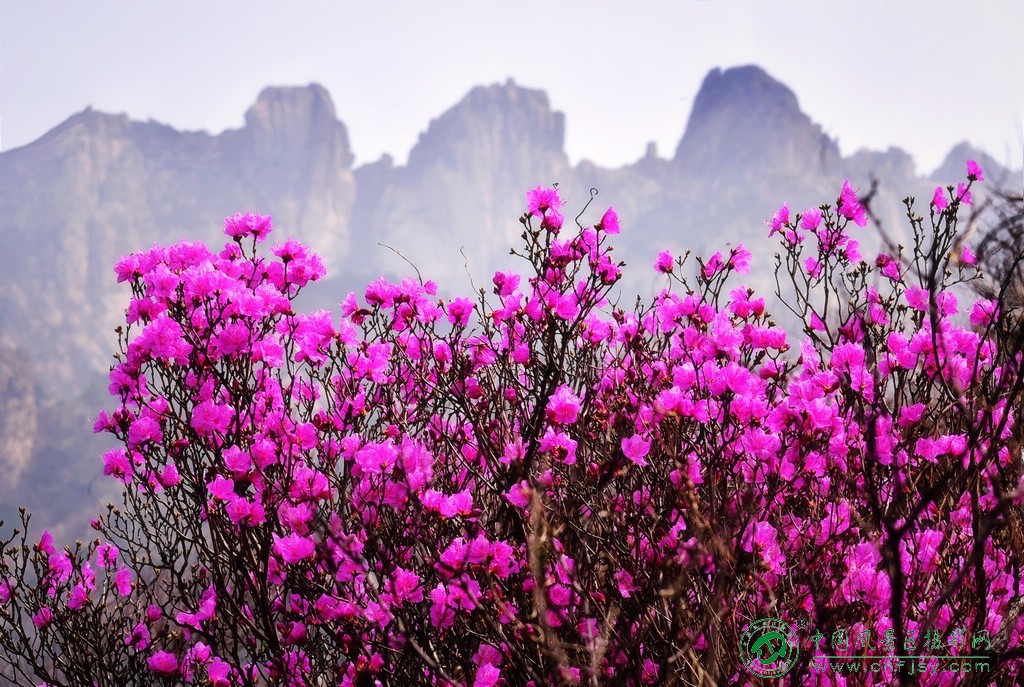 山花俏立灵珠山