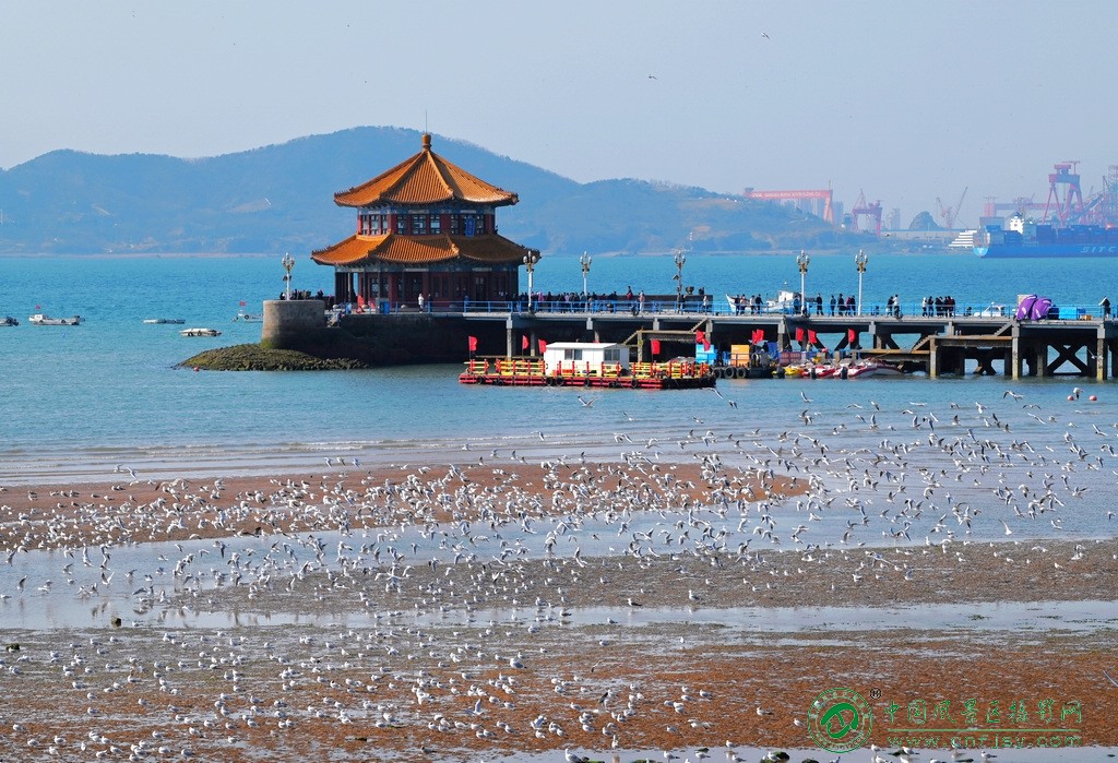 海鸥喜欢这海湾栈桥