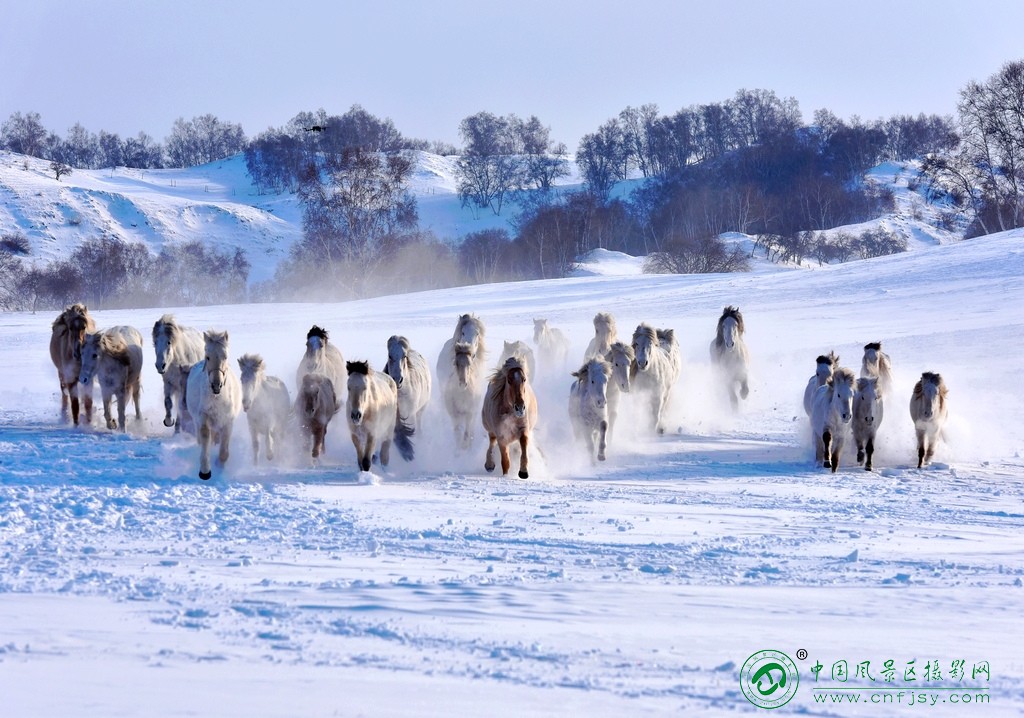 踏雪的马群