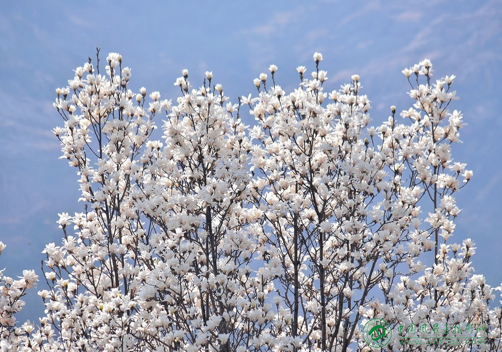 繁花