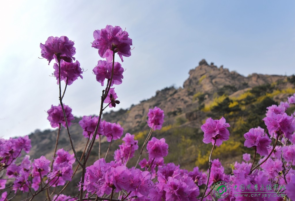 山花俏