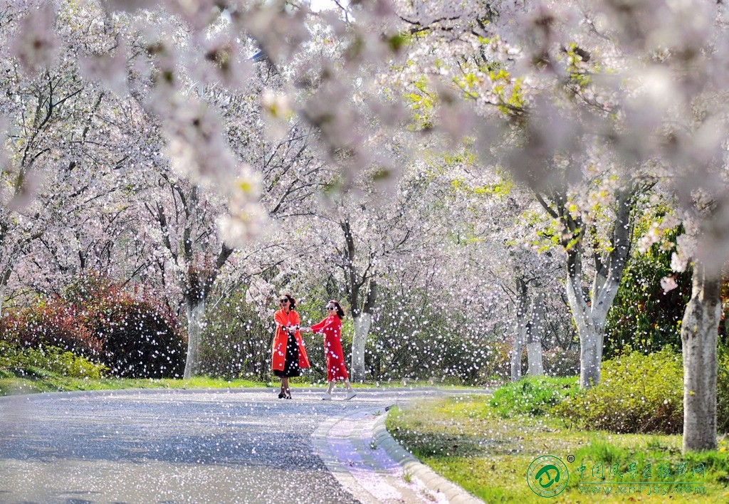 樱花雨中