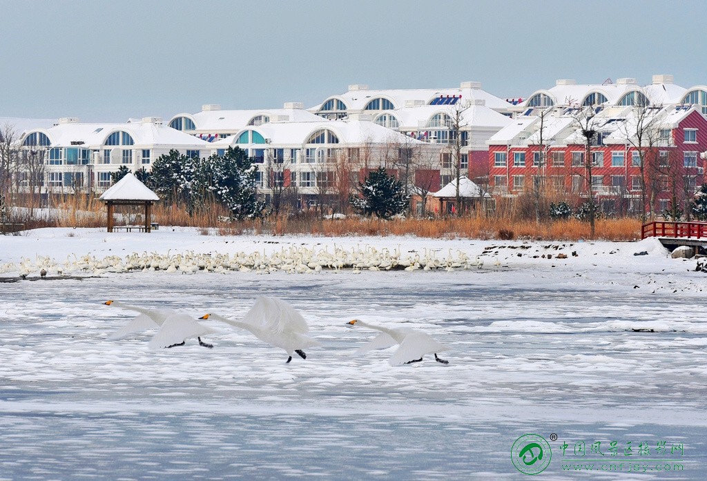 雪后天鹅湖