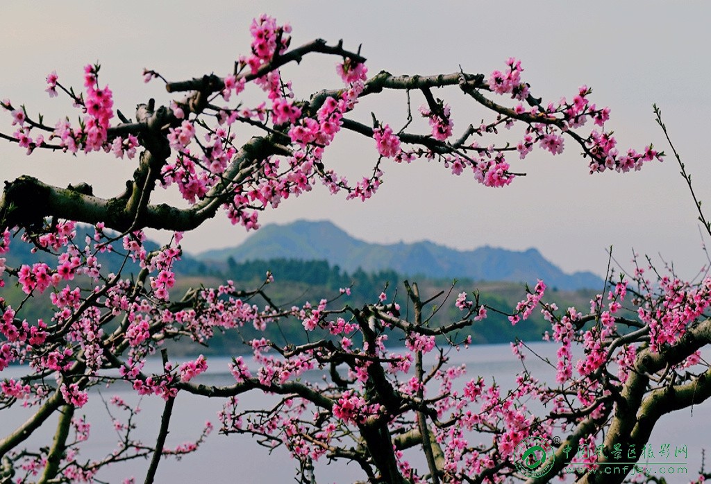 湖畔桃花美