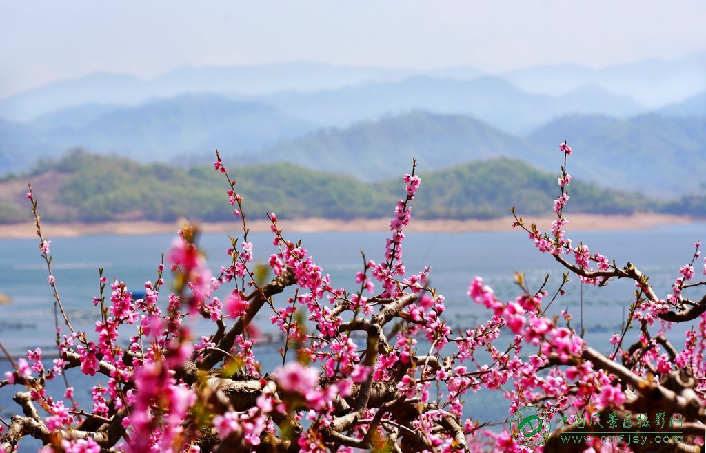 湖畔桃花开