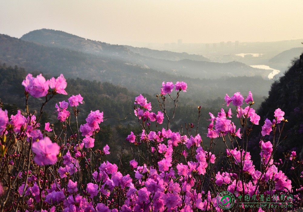 山花爱立大珠山