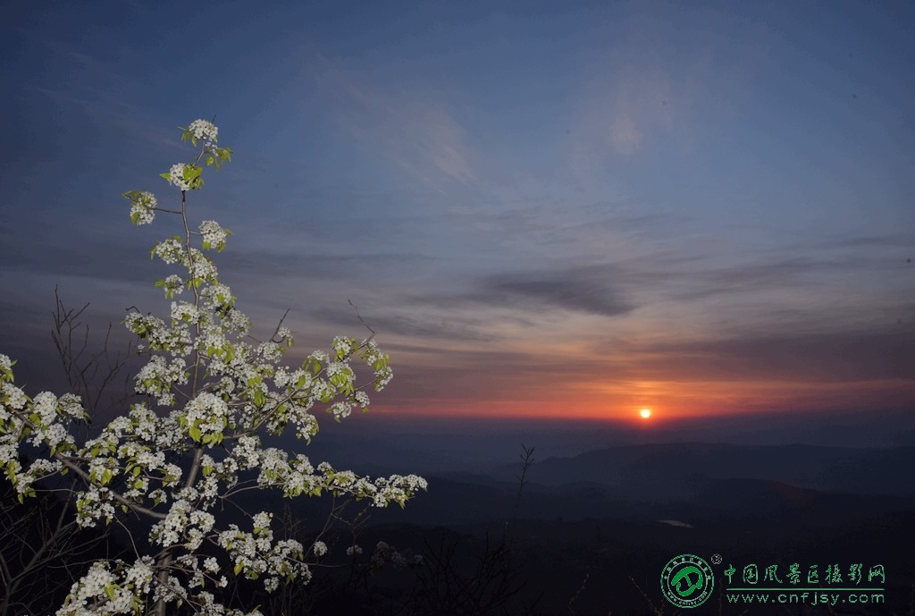 梨花迎朝阳