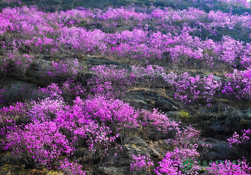 满山杜鹃红