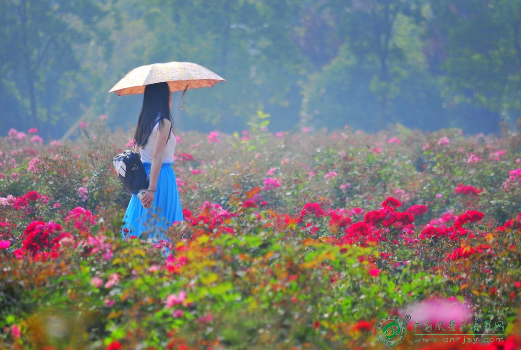 花香的路上