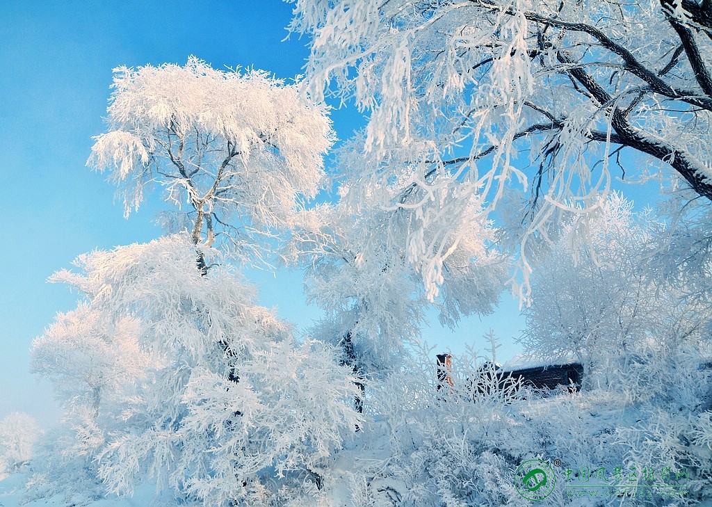 玉树琼花似珊瑚