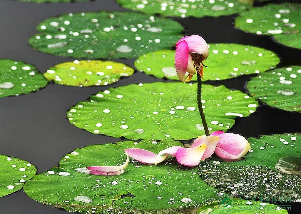 风采依旧