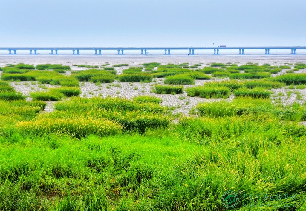 海滩的绿色