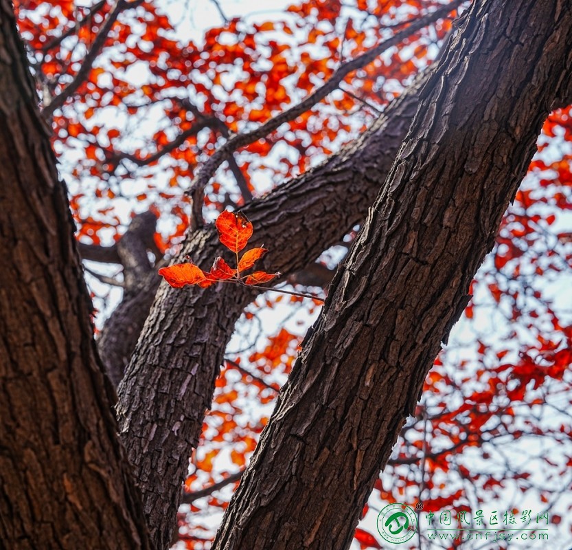 010DSC04235 拷贝.jpg