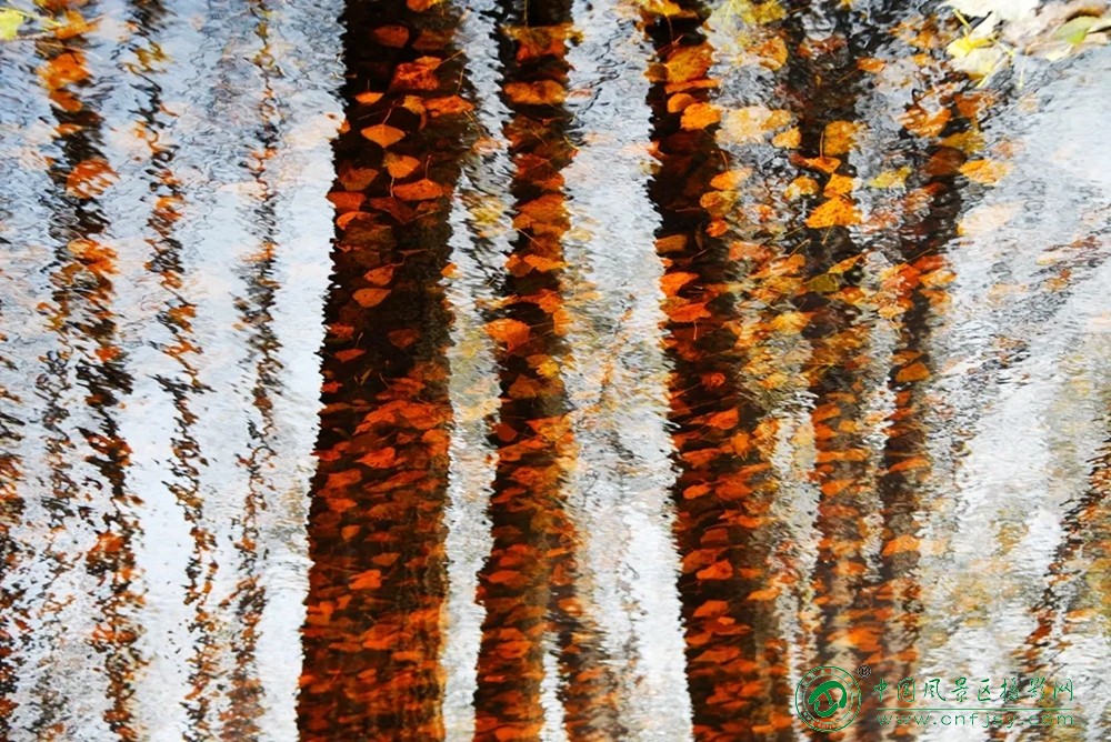 共酿一壶秋 (1).jpg