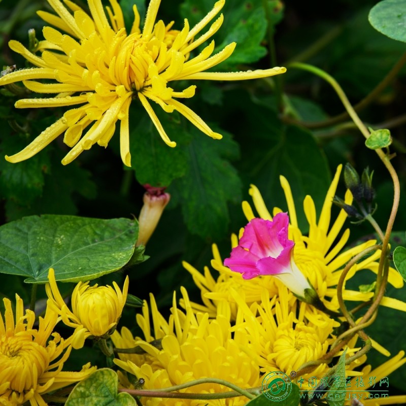 环抱 董贵胜 青州弥河湿地-弥水生态乐园 2025.11.9.jpg