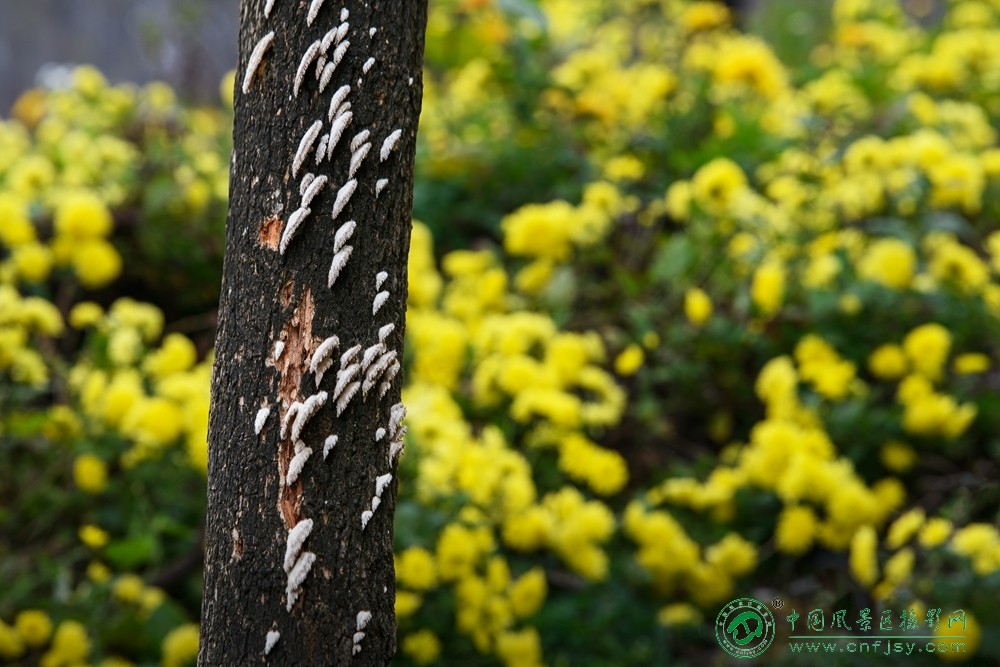 菊园偶遇 董贵胜 青州弥河湿地-弥水生态乐园 2025.11.9.jpg