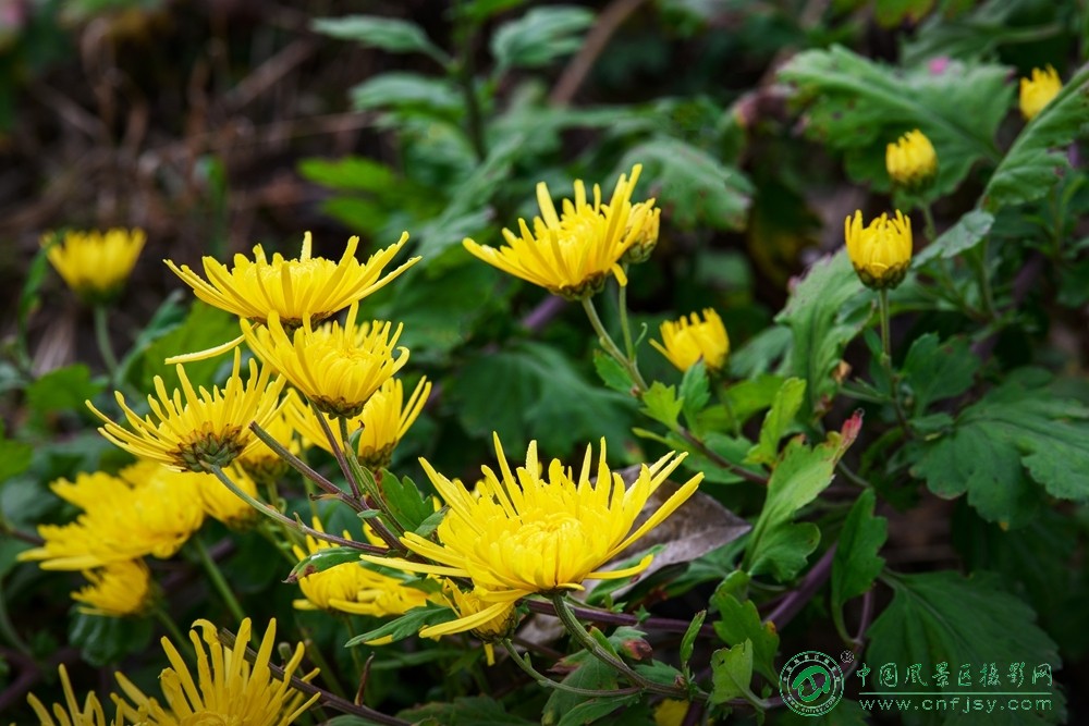 清霜知菊 董贵胜 青州弥河湿地-弥水生态乐园 2025.11.9.jpg