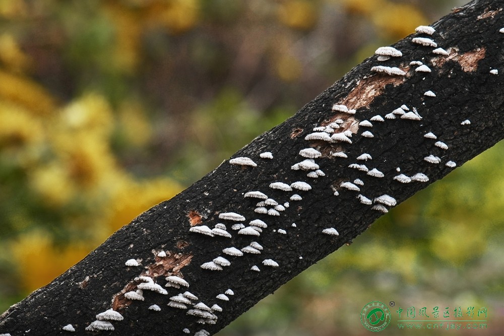 生命乐章 董贵胜 青州弥河湿地-弥水生态乐园 2025.11.9.jpg