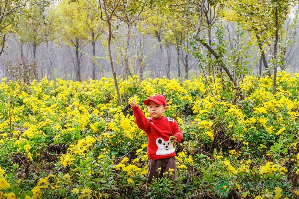 最美的一朵 董贵胜 青州弥河湿地-弥水生态乐园 2025.11.9.jpg