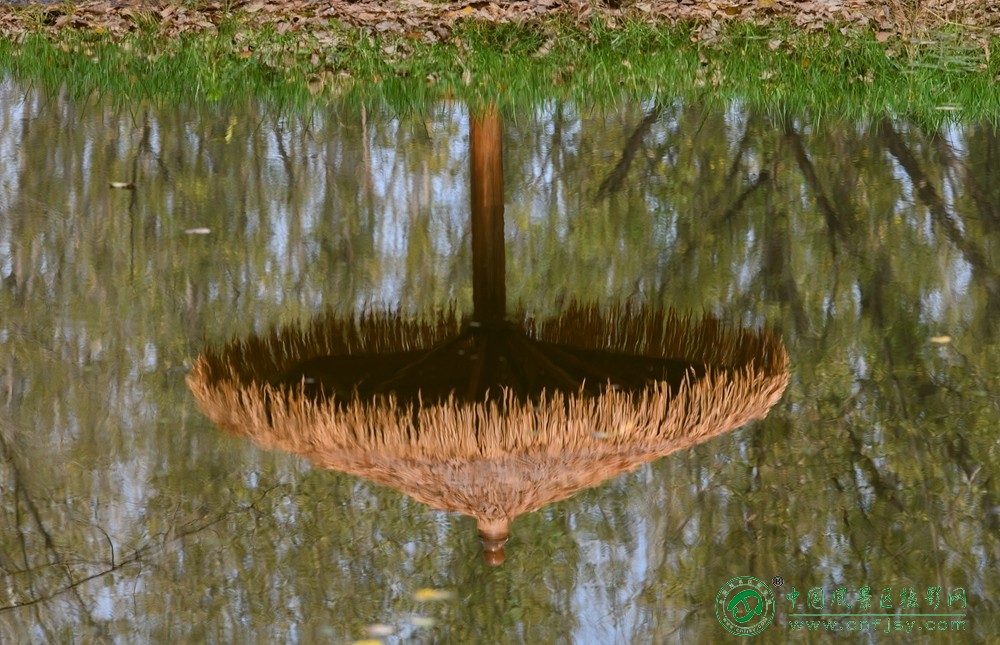 水中蘑 董贵胜 青州弥河湿地-弥水生态乐园 2025.11.9.jpg