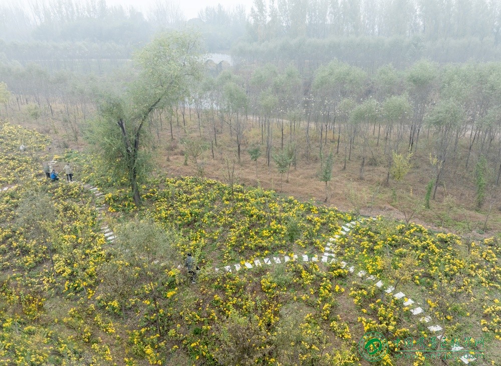 晨露染菊香 董贵胜 青州弥河湿地-弥水生态乐园 2025.11.9.jpg