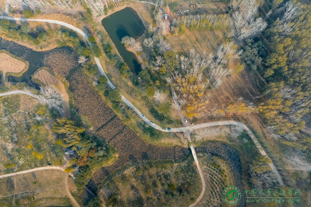 湿地秋色 董贵胜 青州弥河湿地-弥水生态乐园 2025.11.9.jpg