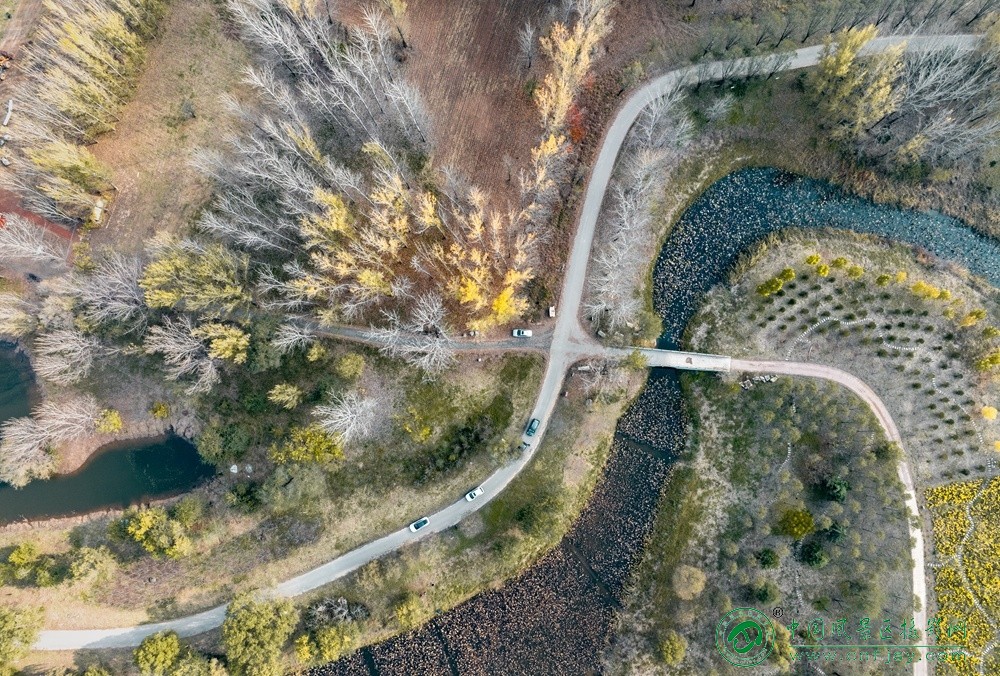 腾飞 董贵胜 青州弥河湿地-弥水生态乐园 2025.11.9.jpg