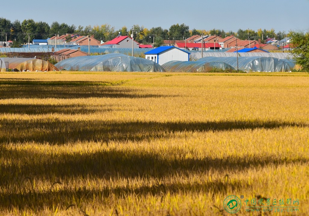 家园的稻田秋色