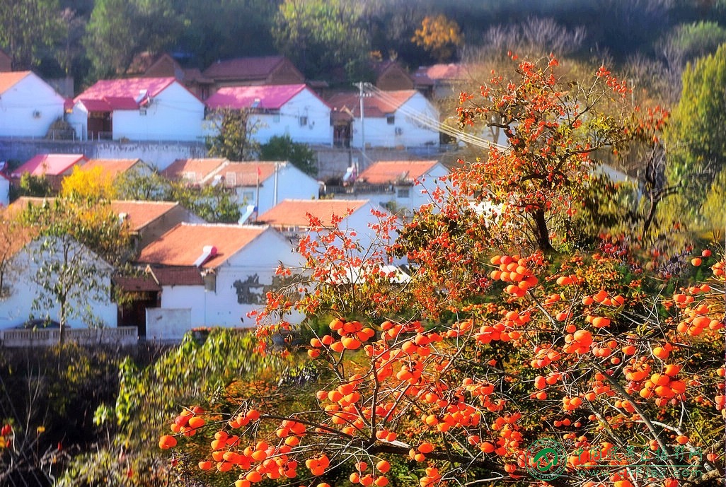 柿乡秋天如画美