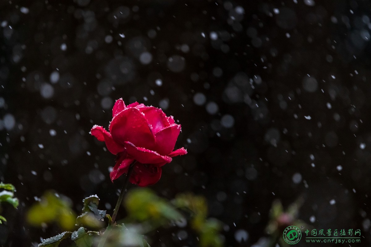 1I8A8264_1 拷贝.jpg