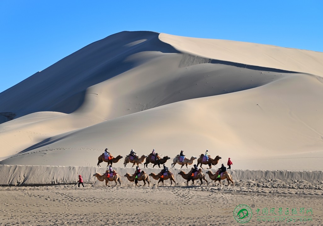 沙漠骆驼队