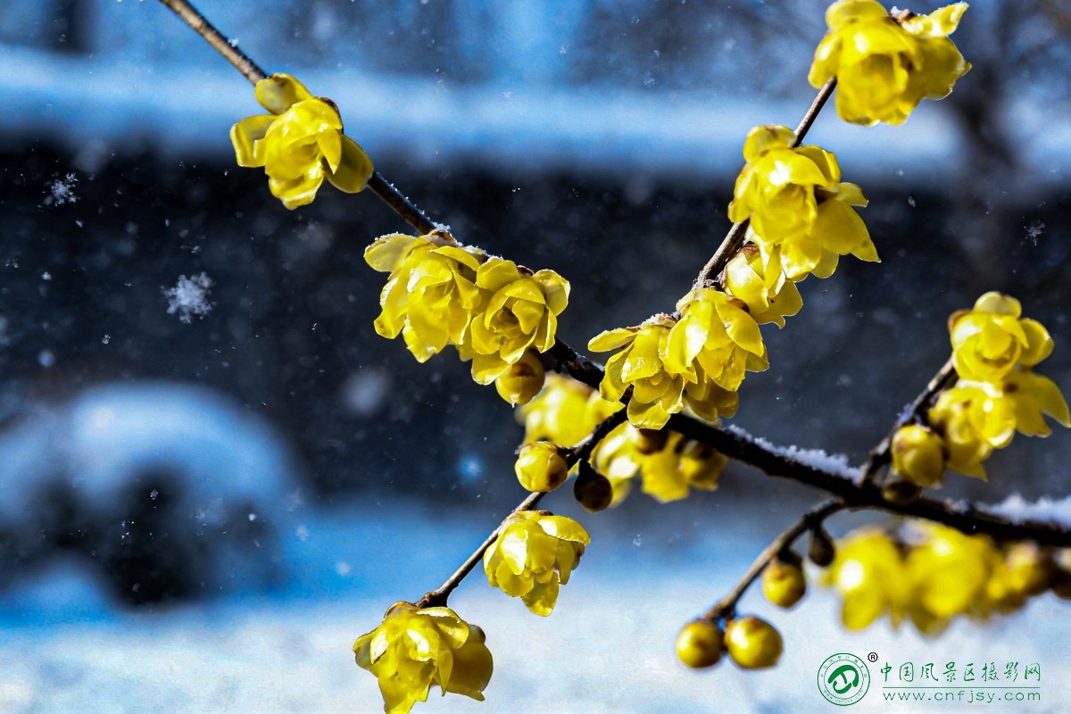 瑞雪腊梅.jpg