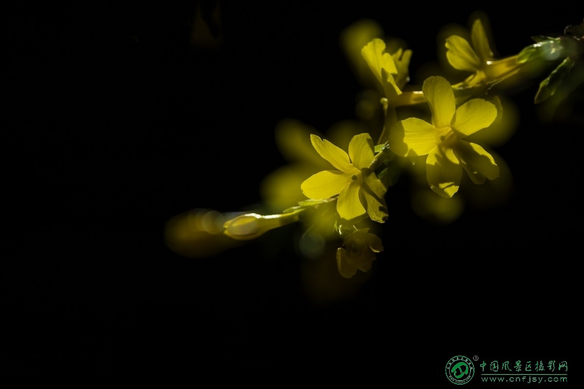 07迎春花儿开-qingzhouyou(l刘来友).jpg