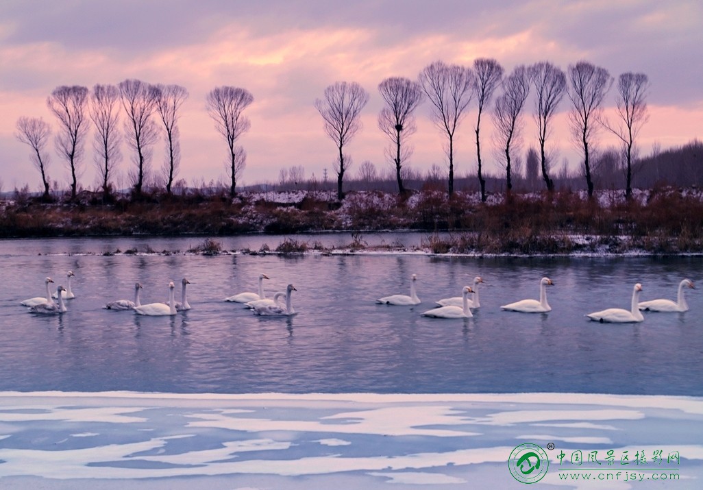 08杨柳湾晨曲-东北风-韩永奎这张照片将暮色冬林与优雅天鹅完美结合，冷暖色调碰撞和谐.jpg