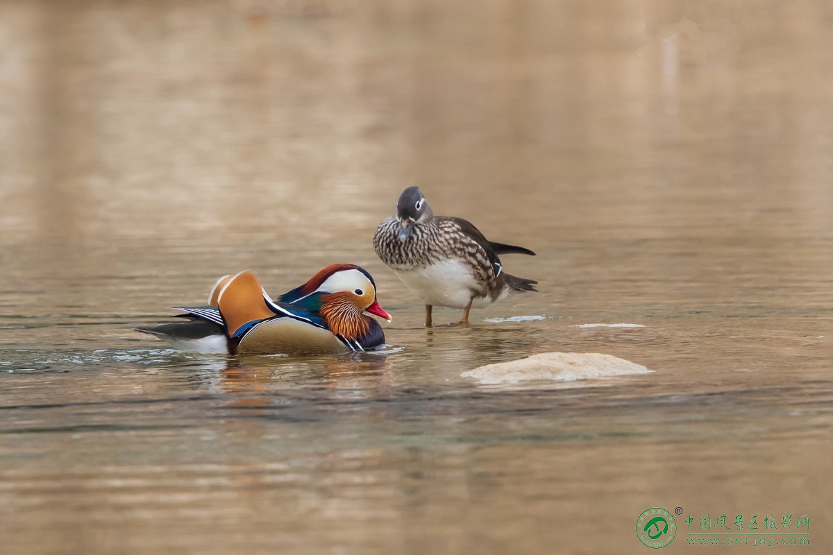 1I8A0112 拷贝.jpg副本.jpg