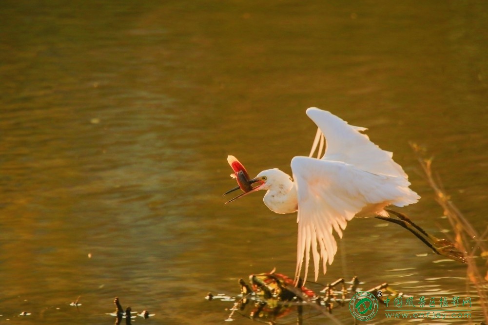11大餐-永远的路-李建华这张作品精准捕捉了白鹭捕食的决定性瞬间，白羽与暖金水面形成.jpg