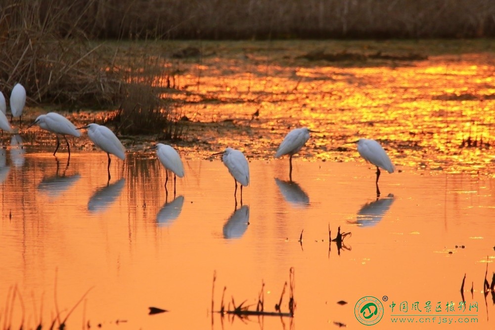 12排队-永远的路-李建华这张作品以暖金湿地为背景，白羽白鹭与橙红水面形成强烈色彩对.jpg