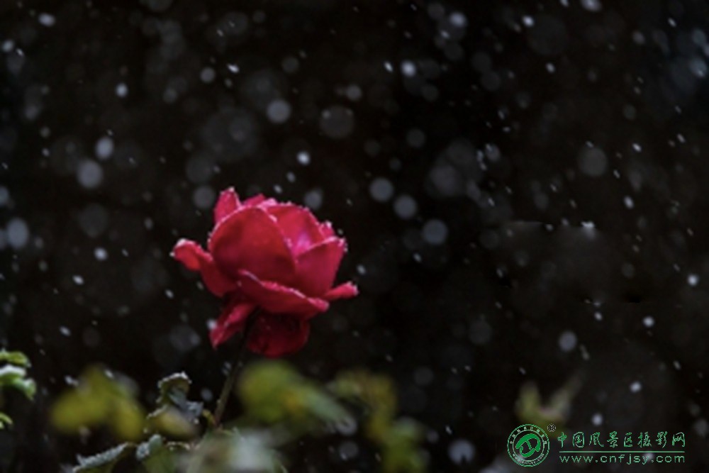 13雪中玫瑰-qingzhouyou-刘来友这张作品以暗背景衬托雪中红玫瑰，高饱和的红与冷调雪.jpg
