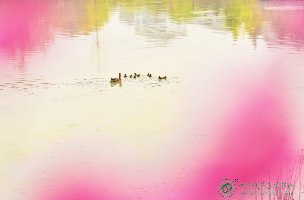 春的哺育（摄影：永远的路-李建华）这张照片以朦胧粉黄晕染的水面为底，将母鸭携幼鸭.jpg