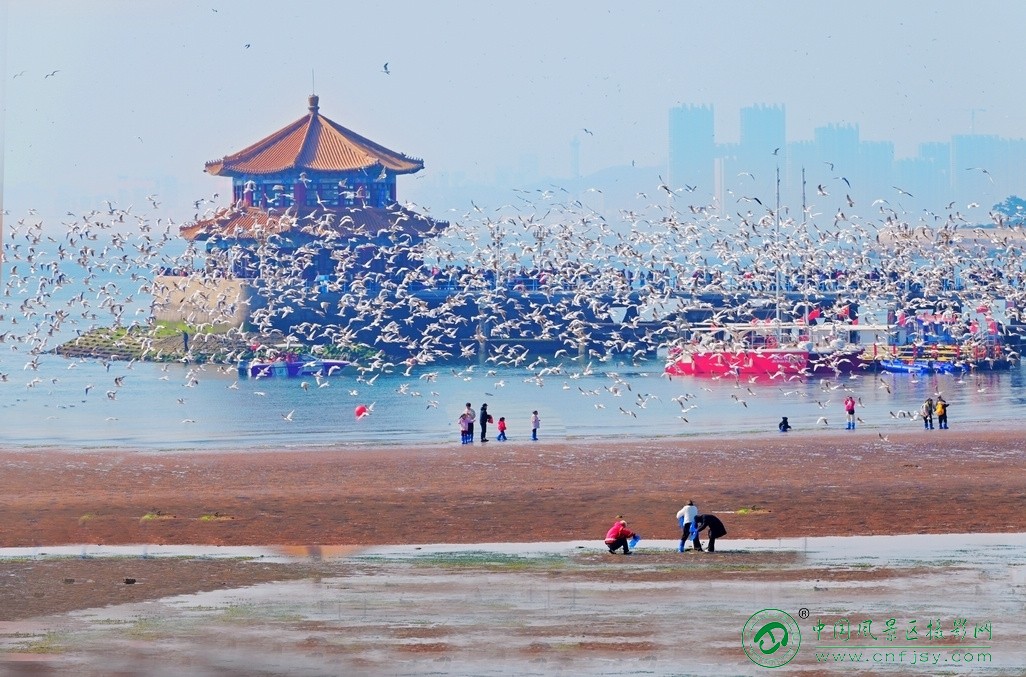 鸥舞栈桥（摄影：东北风-韩永奎）这张照片以青岛栈桥回澜阁为核心，将古典建筑、万鸥.jpg