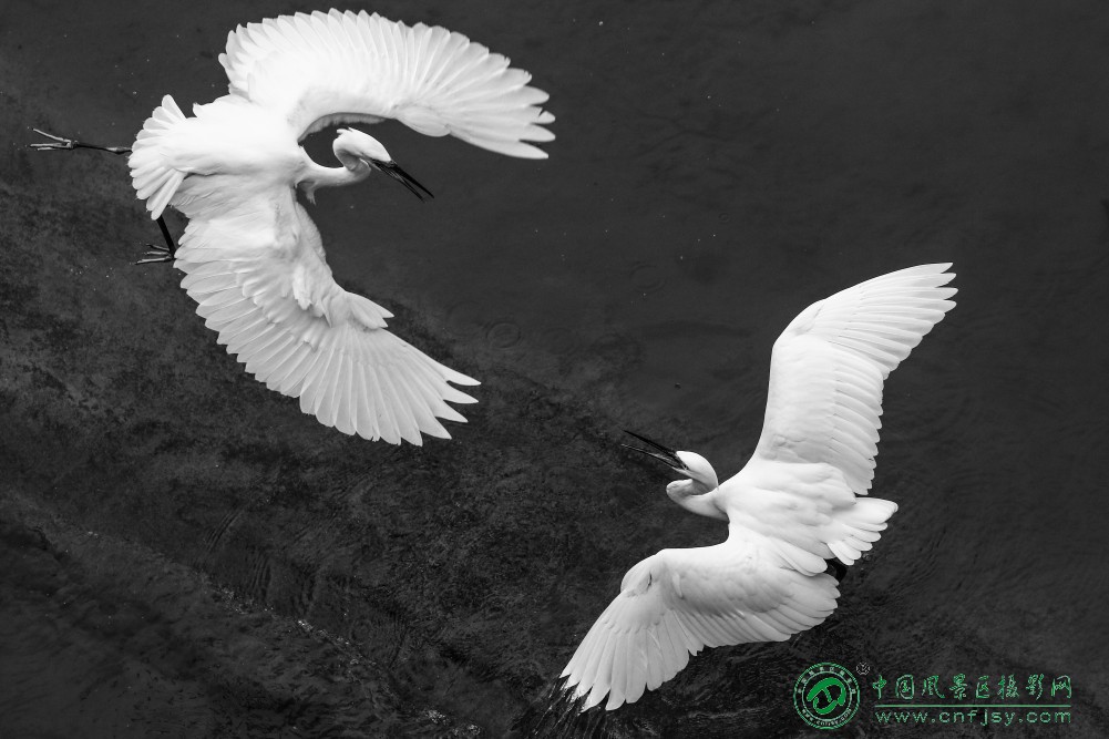 24水畔对舞争吵-永远的路-李建华黑白影调将白鹭白羽与深色水面的对比拉满，两只飞鸟姿.jpg