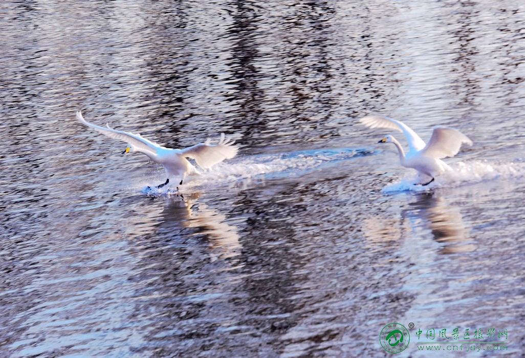 DSC_5050片.jpg