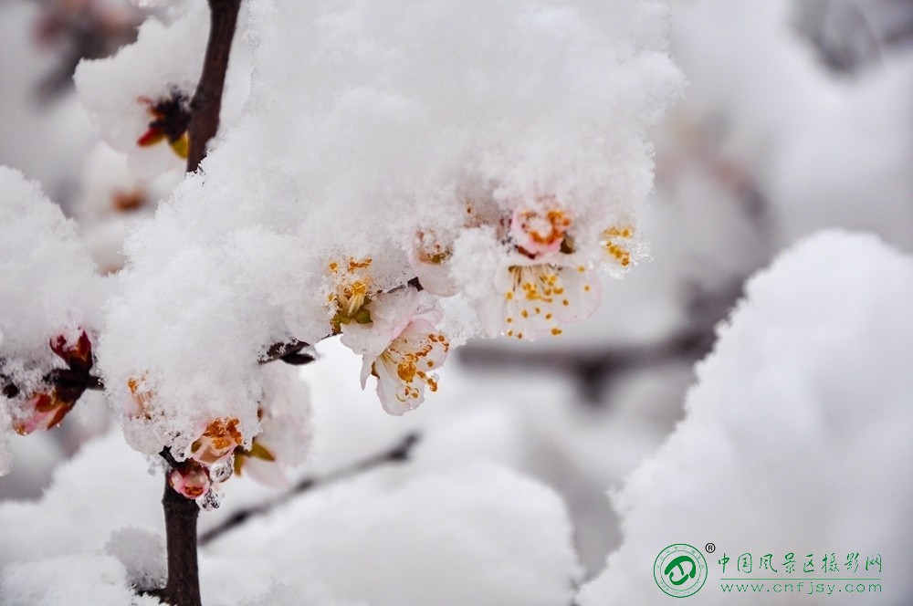26春雪抱香（摄影：秋风有点凉-毕胜安）.jpg