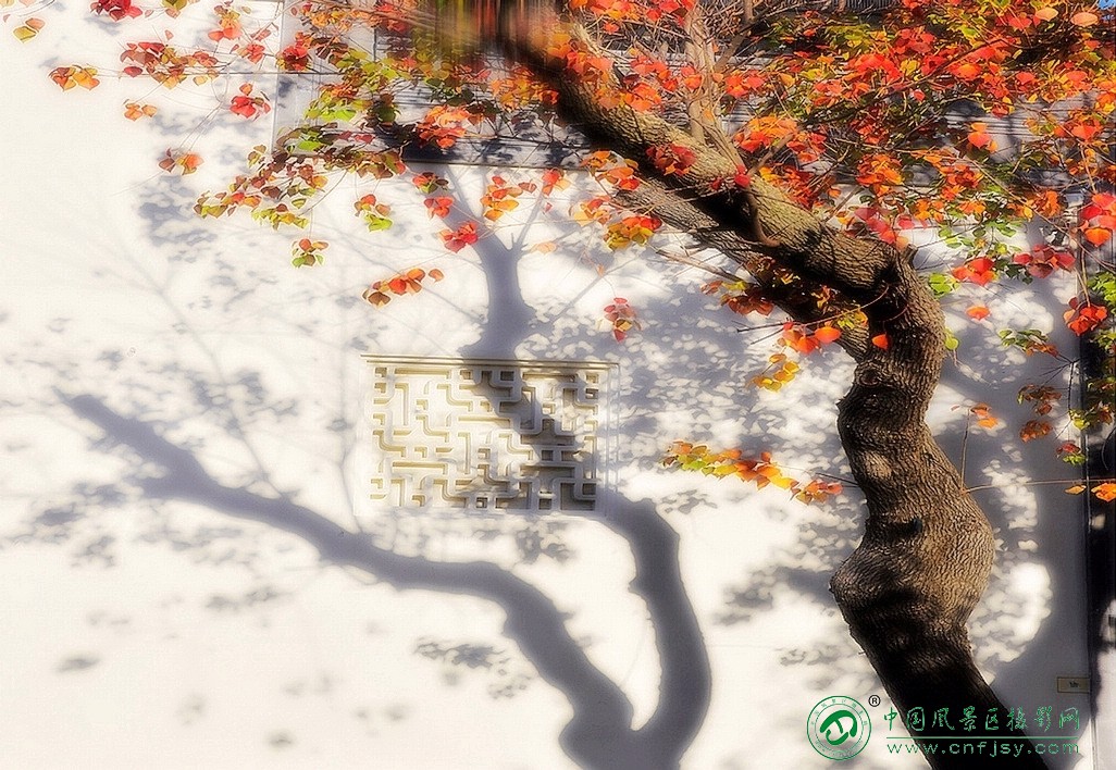 27影叶入画（摄影：东北风-韩永奎）画面以白墙为画布，红叶与树影交织成天然画卷，暖.jpg